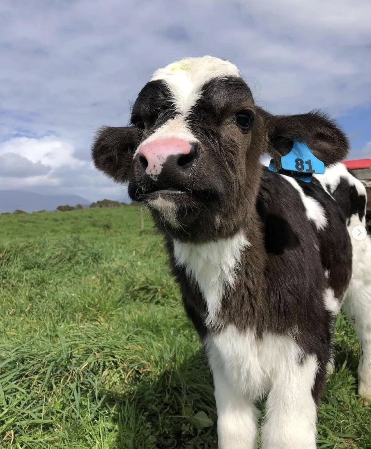 Cute Cow 1