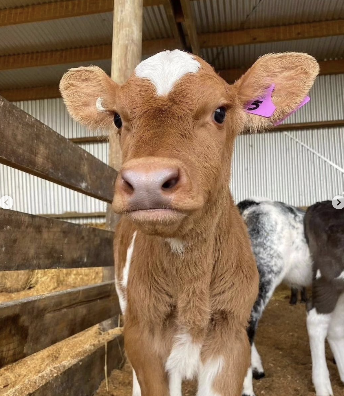 Cute Cow 2