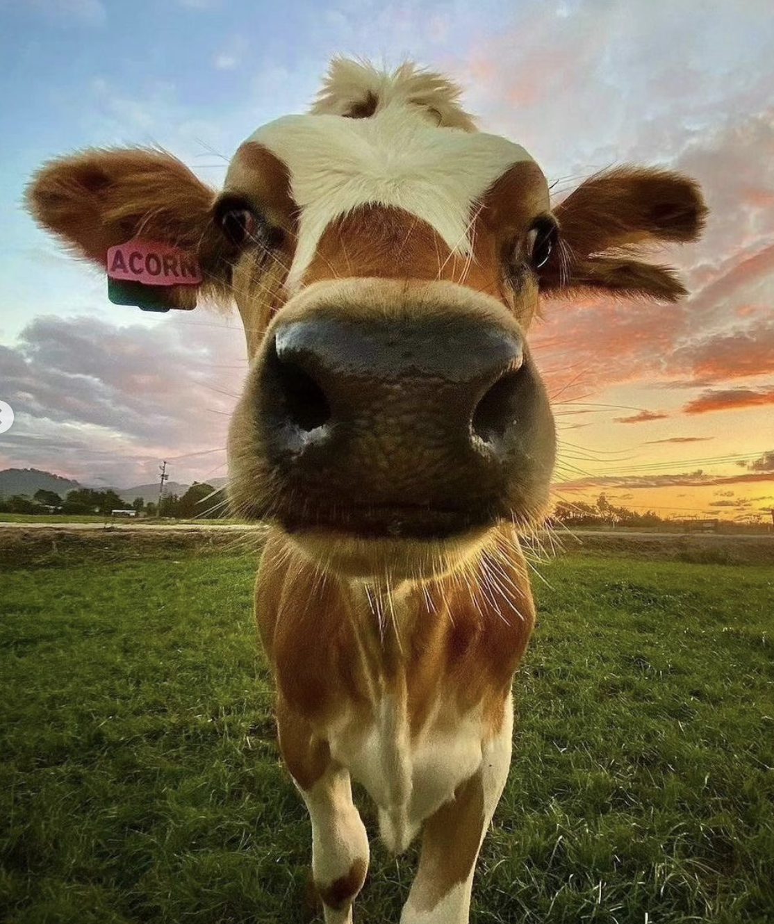 Cute Cow 3