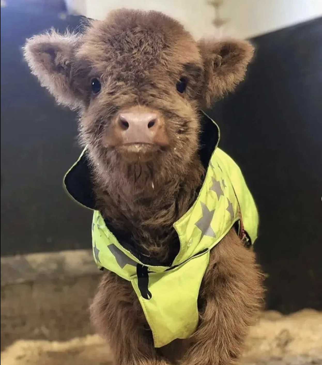 Cute Cow 4