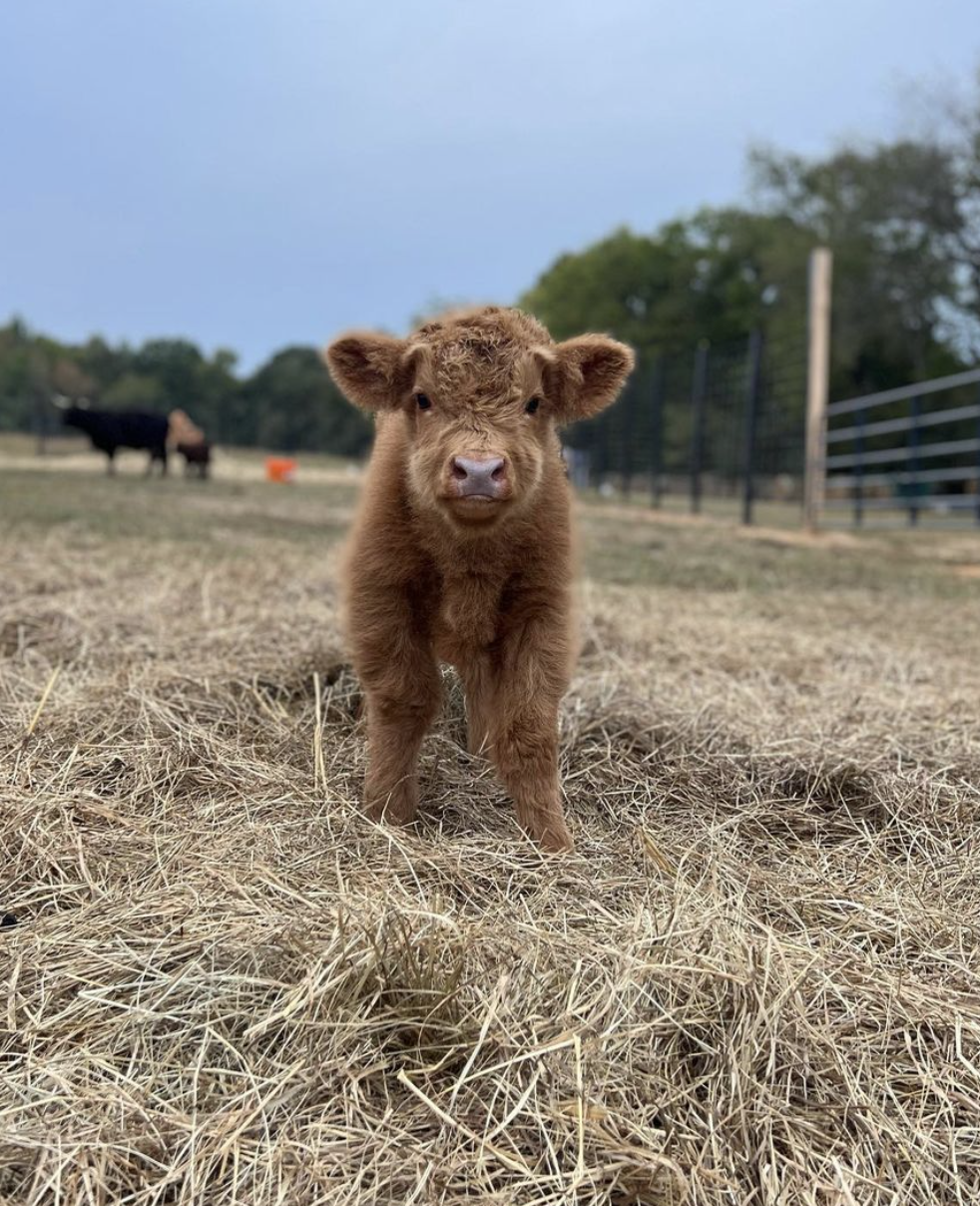 Cute Cow 5