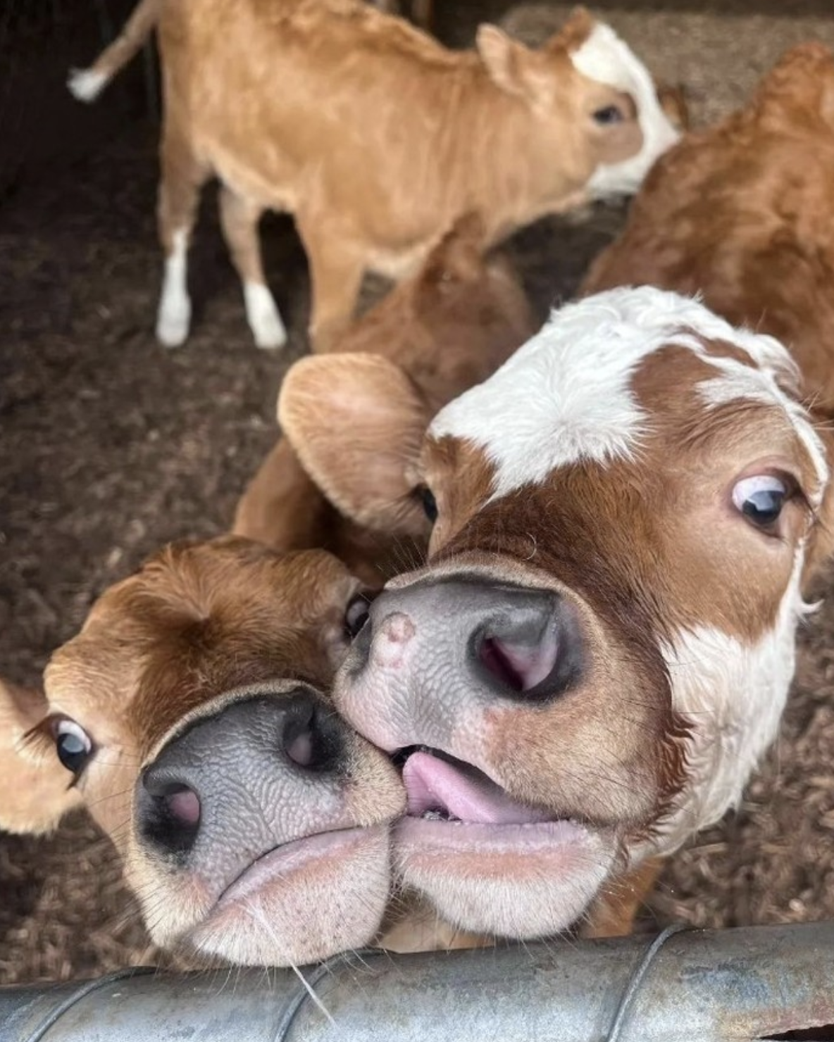 Cute Cow 6