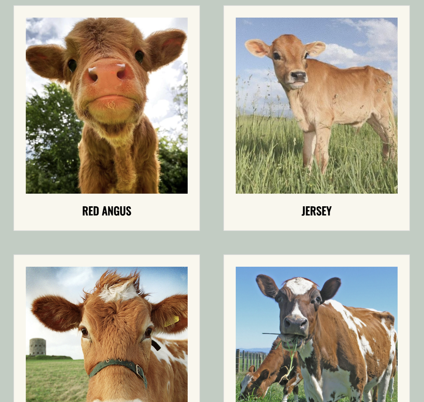 Cute Cows website preview